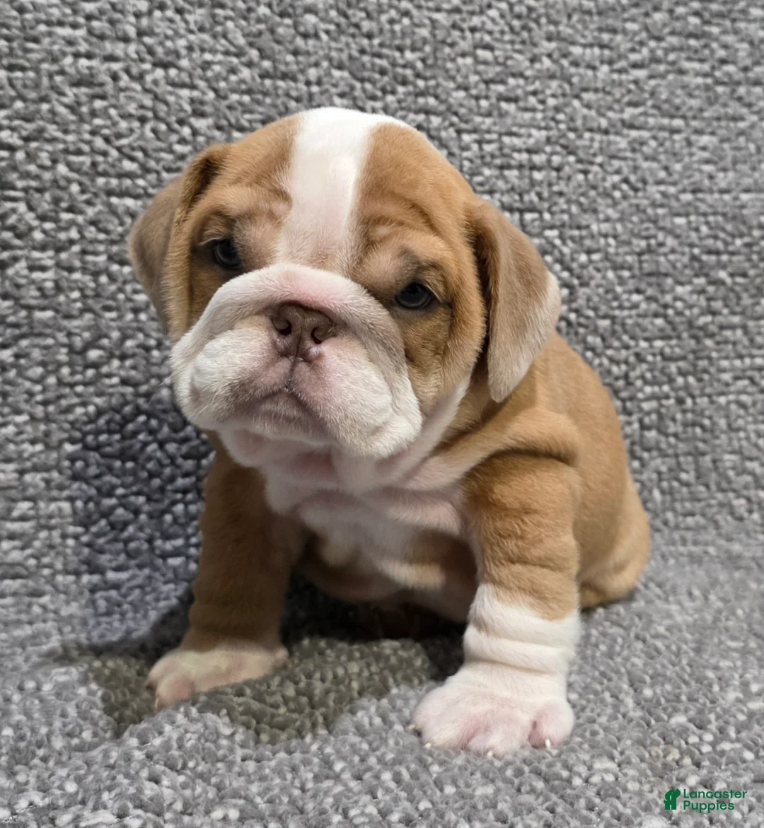 English Bulldog dogs for sale: Mitchell - Ad 1