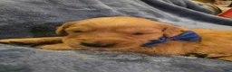 Golden Retriever dogs for sale: Blue Boy - Ad 9
