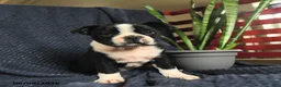 Boston Terrier dogs for sale: Sebastian - Ad 2