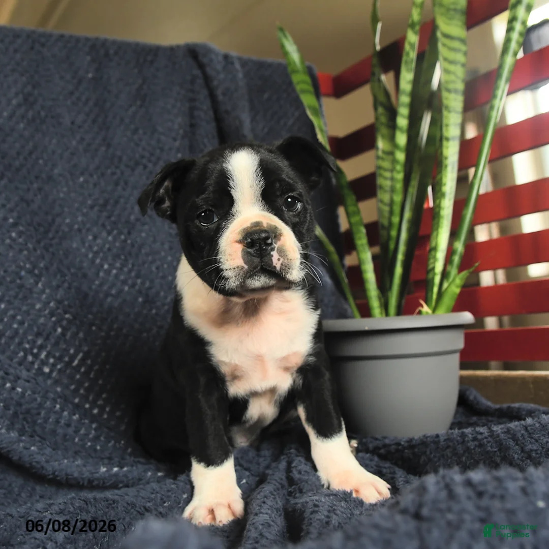 Boston Terrier dogs for sale: Sebastian - Ad 2