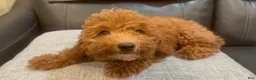 Toy Poodle dogs for sale: Red - Ad 2