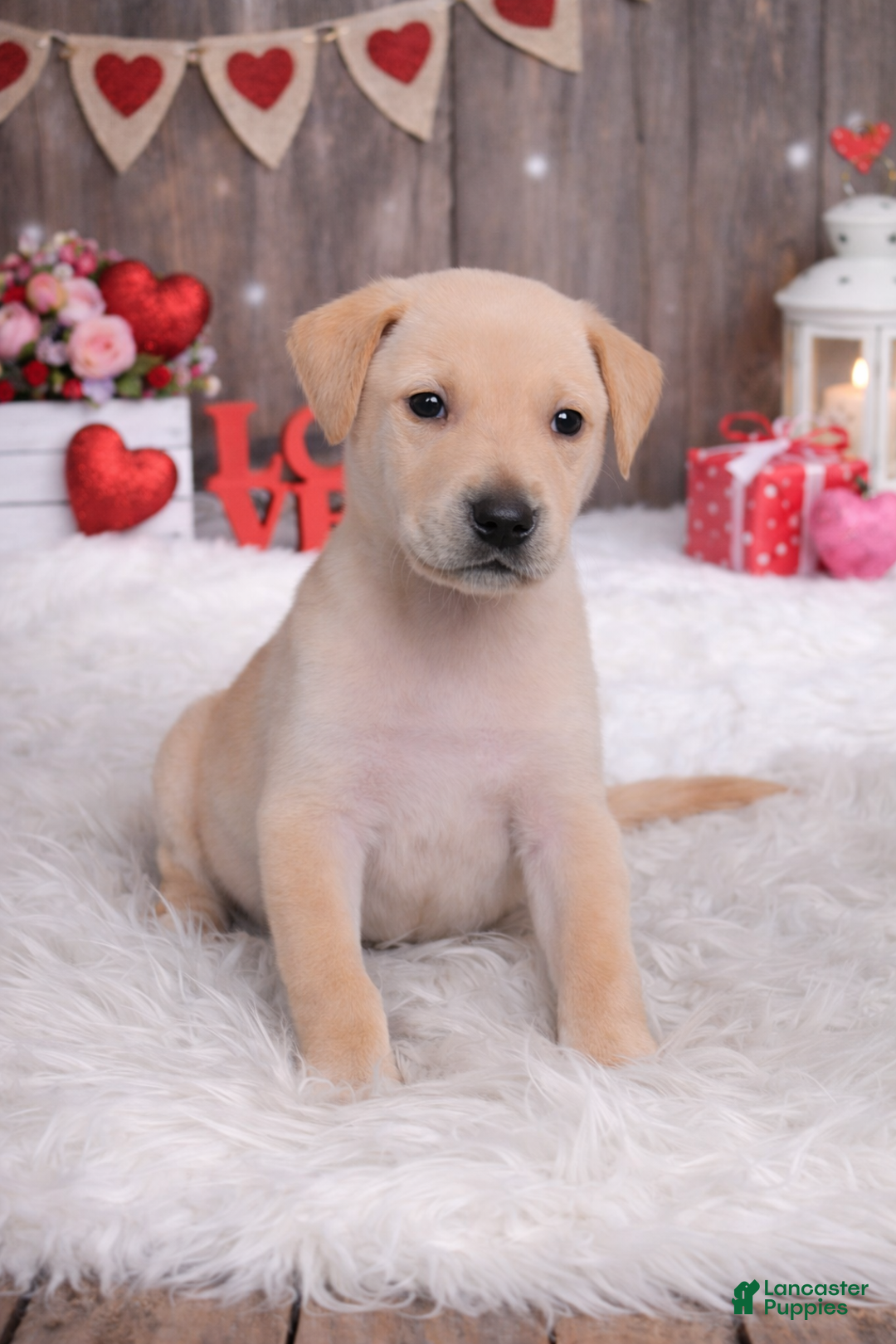 Mixed Breed dogs for sale: Turkey - Ad 1