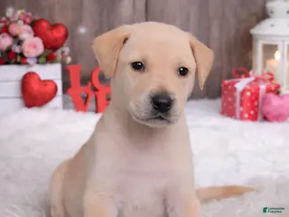 Mixed Breed dogs Turkey - Ad 15