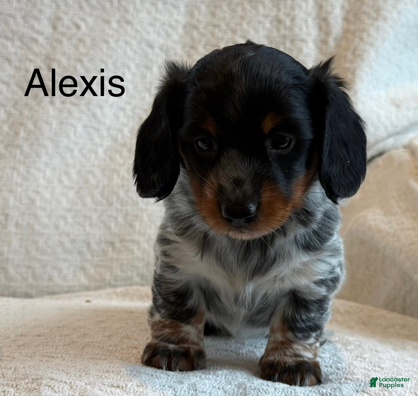 Miniature Dachshund dogs Alexis - Ad 1