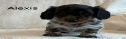 Miniature Dachshund dogs for sale: Alexis - Ad 1