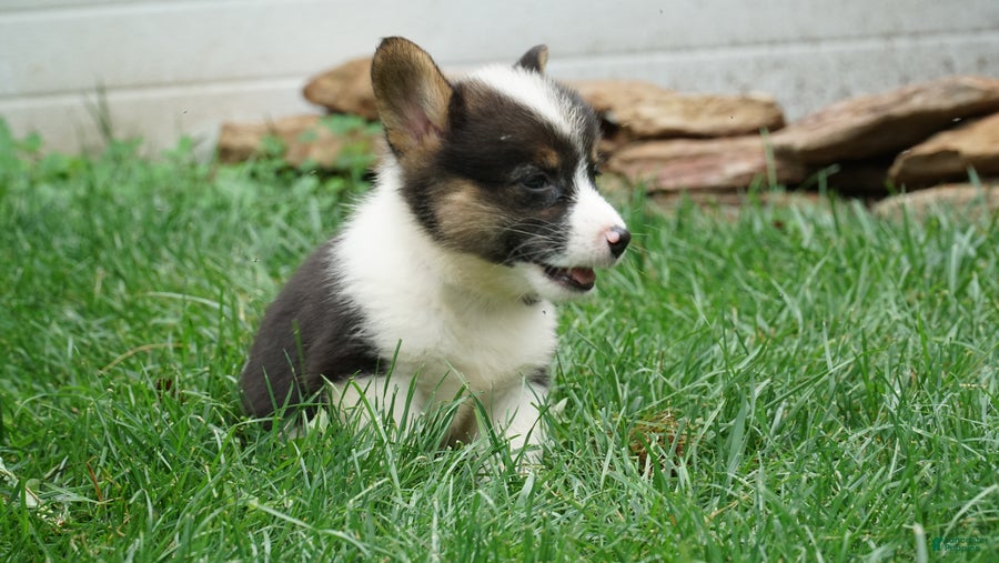 Welsh Corgi Pembroke dogs Daisy - Ad 2