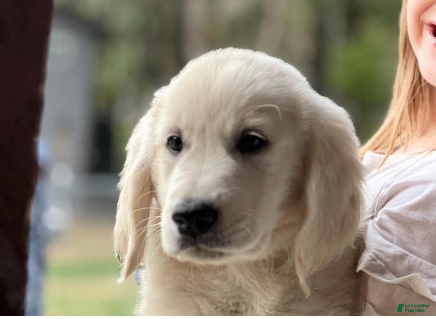 Golden Retriever dogs Girl 1 - Ad 2