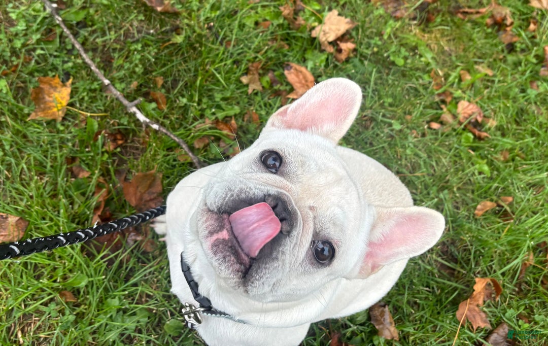 French Bulldog dogs for sale: French Bulldog Puppy 1 - Ad 2