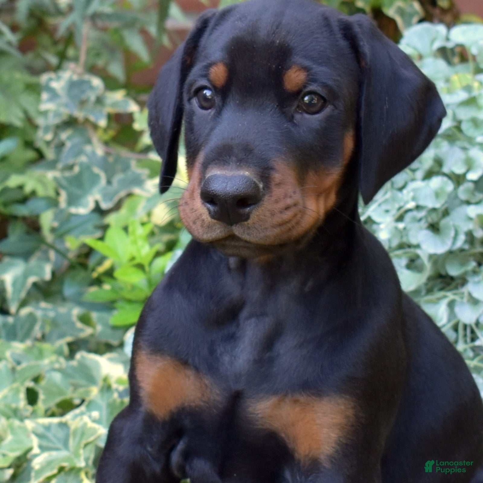 Doberman Pinscher dogs Summit - Ad 1