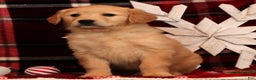 Golden Retriever dogs for sale: Noel - Ad 3