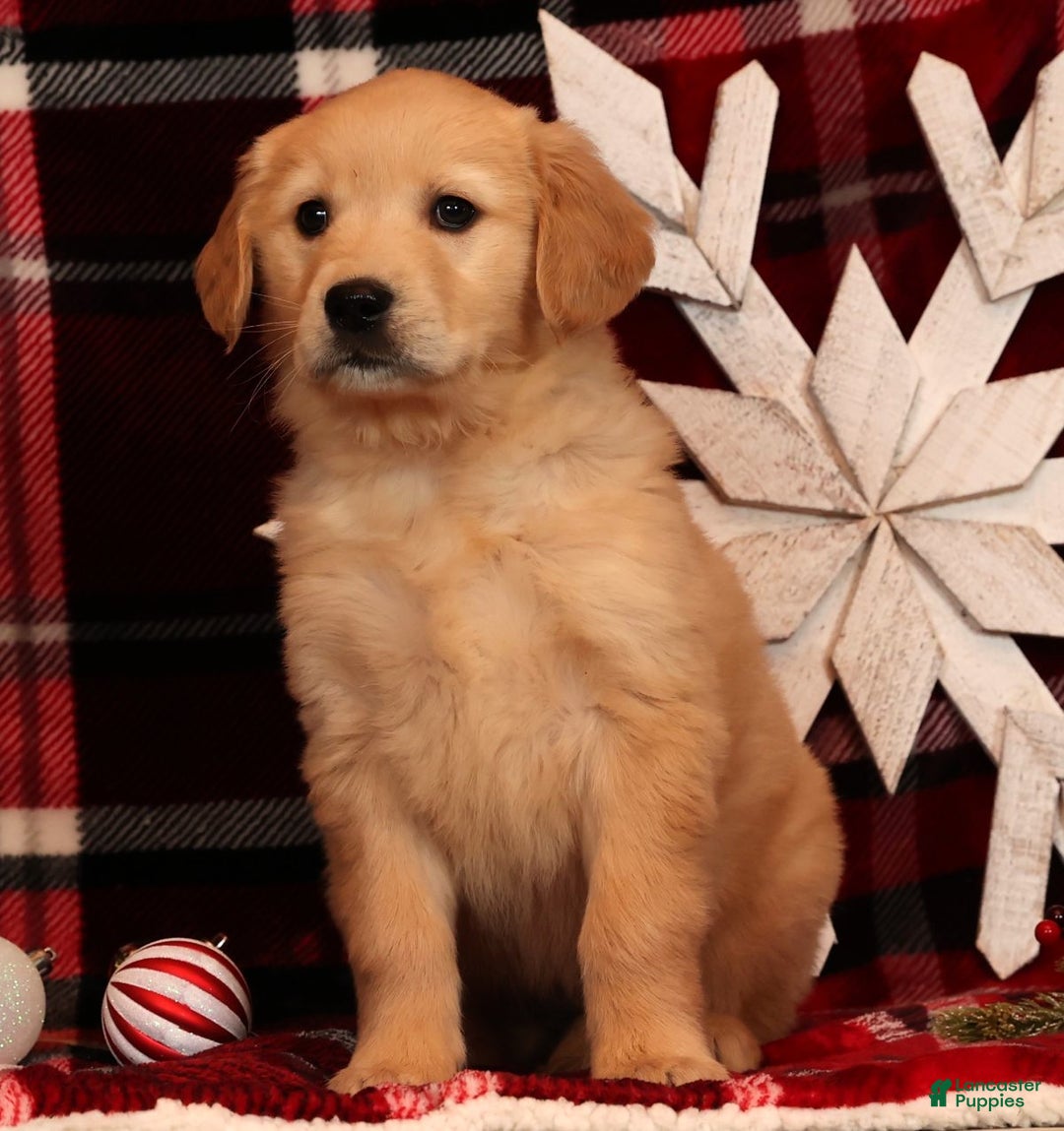 Golden Retriever dogs for sale: Noel - Ad 3
