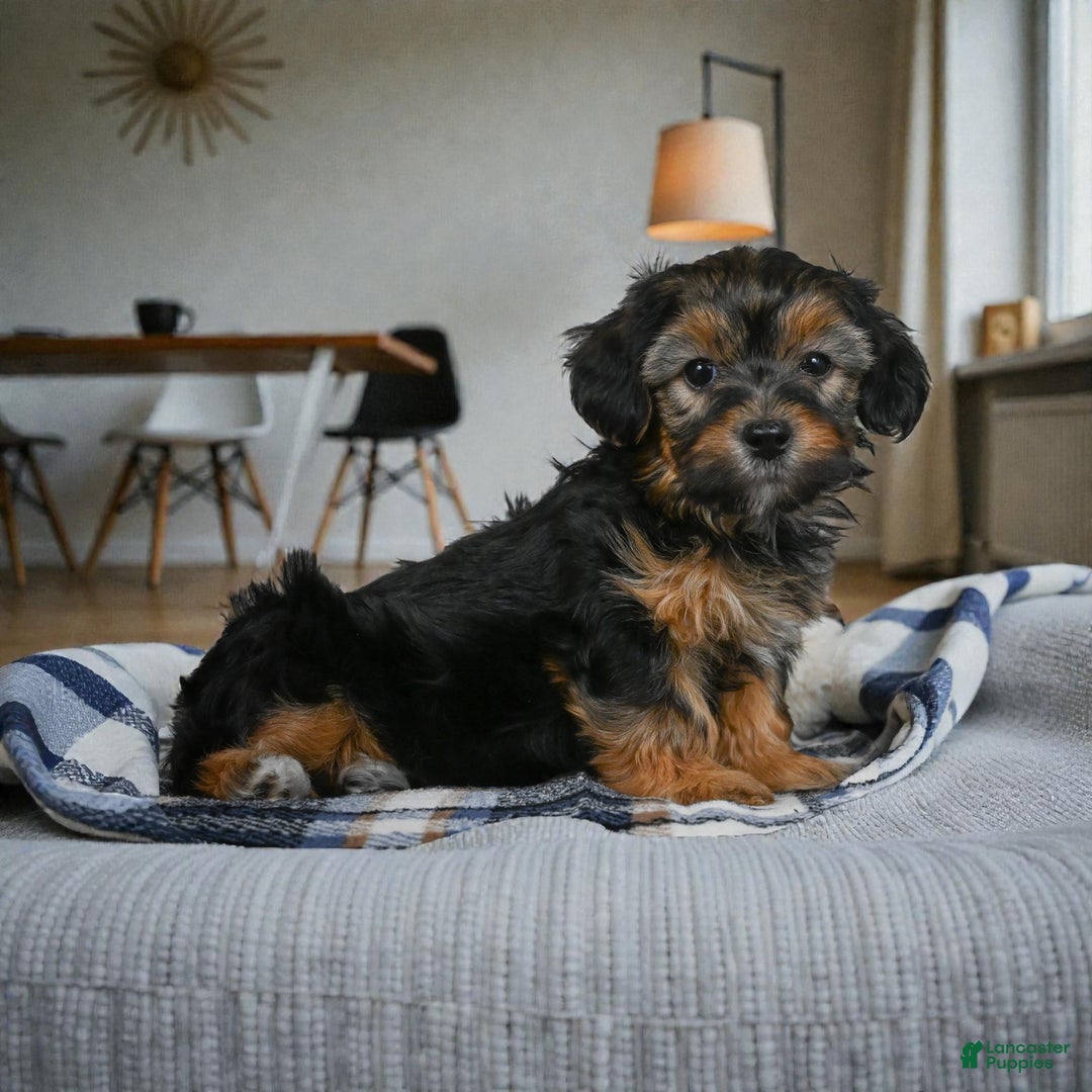Yorkshire Terrier dogs for sale: SADIE - Ad 7