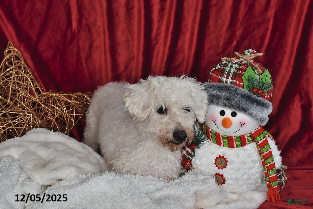 Cavachon dogs for sale: Indy Joy - Ad 6