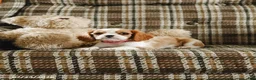 Cavalier King Charles Spaniel dogs for sale: Katy - Ad 3