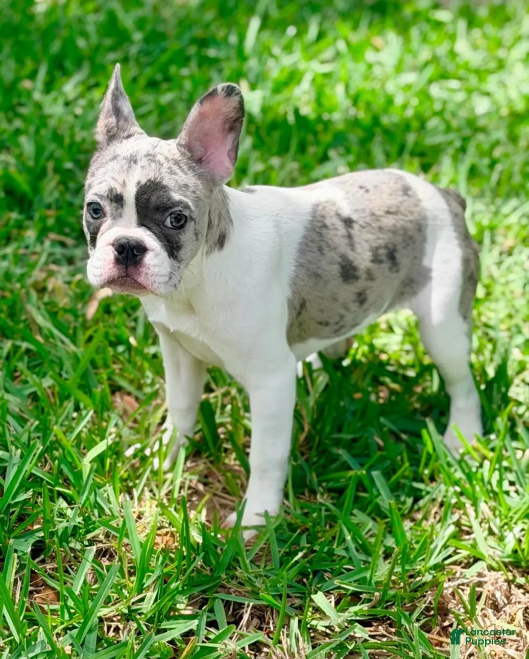 French Bulldog dogs for sale: Cupcake - Ad 3