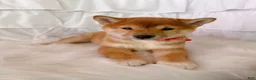 Shiba Inu dogs for sale: ❤️ Wolfy ❤️ - Ad 3