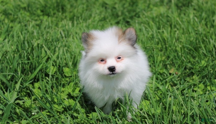 Pomeranian dogs Cora - Ad 2