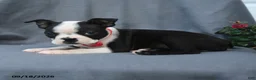 Boston Terrier dogs for sale: Ovalteen - Ad 2
