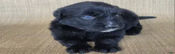 Australian Shepherd dogs for sale: Trixie - Ad 4