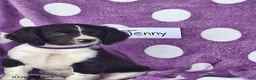 English Springer Spaniel dogs for sale: Jenny - Ad 2
