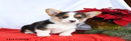 Welsh Corgi Pembroke dogs for sale: Ruby - Ad 2