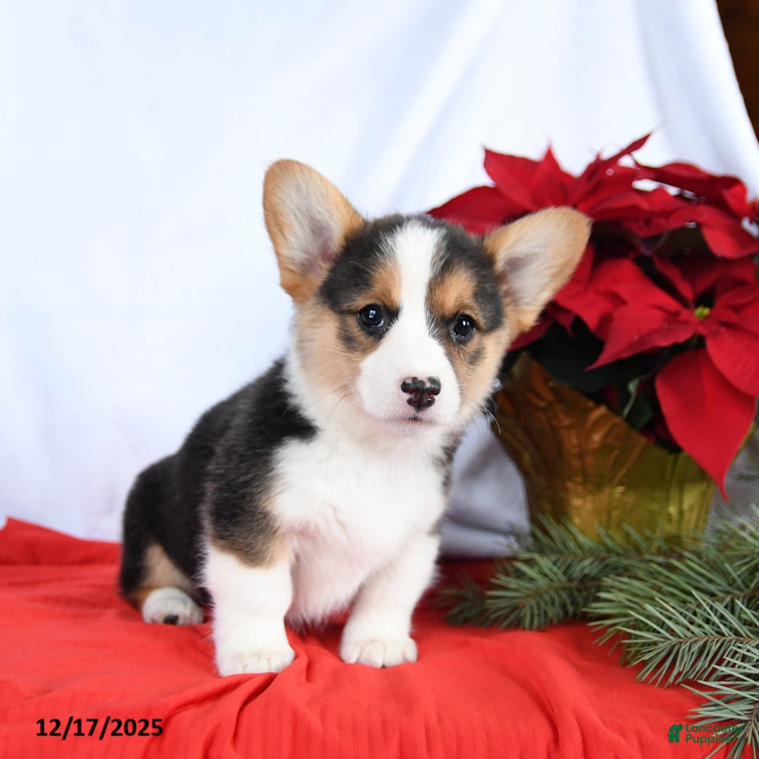 Welsh Corgi Pembroke dogs for sale: Ruby - Ad 2