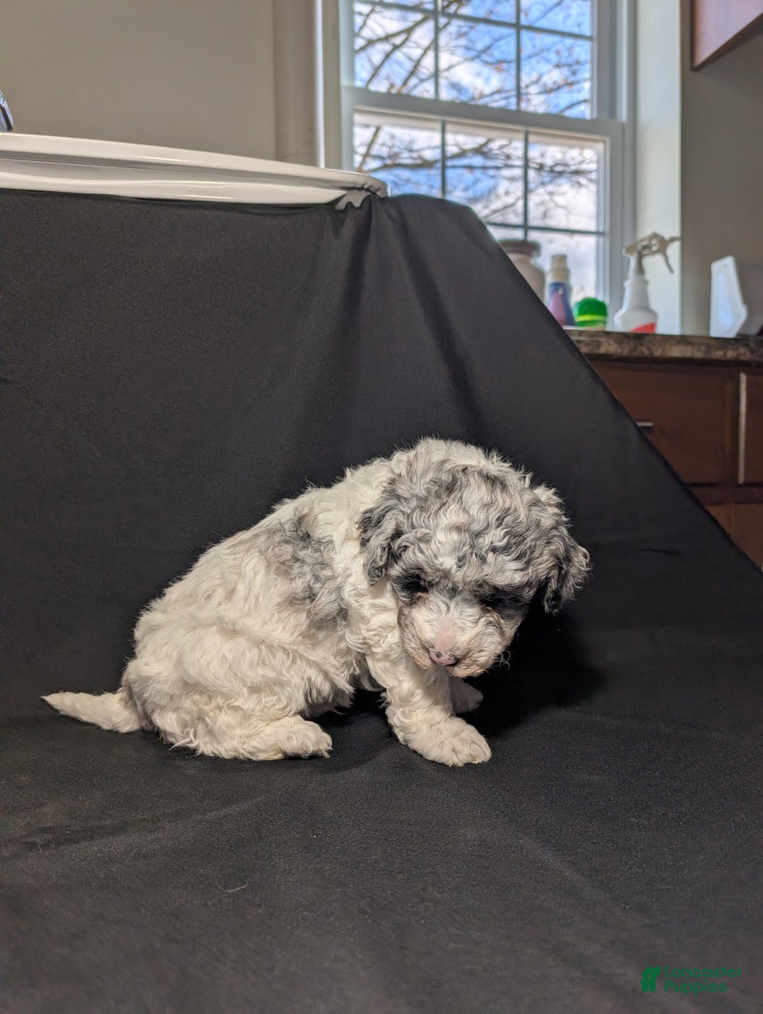 Mixed Breed dogs for sale: Lonnie  - Ad 5