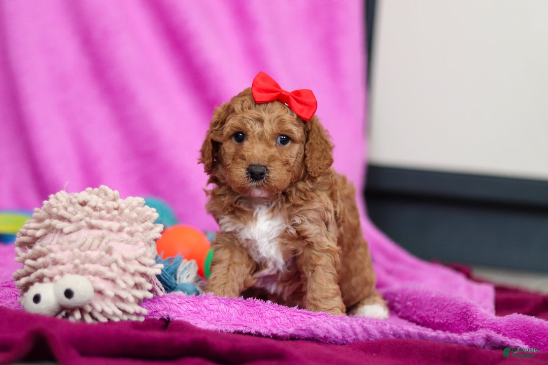 Goldendoodle dogs for sale: Flicka - Ad 4
