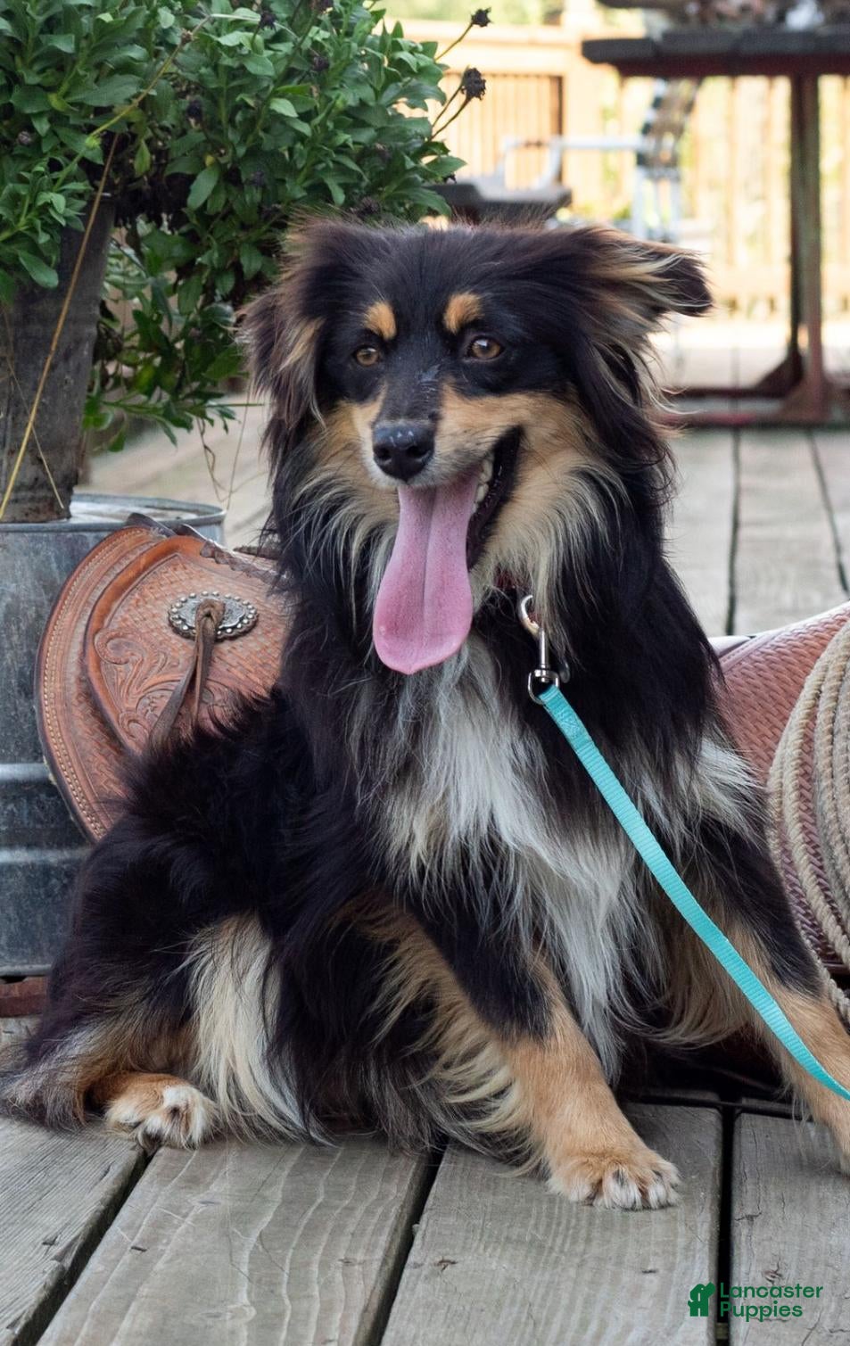 Miniature Australian Shepherd dogs Nala - Ad 2