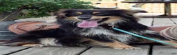Miniature Australian Shepherd dogs for sale: Pumba - Ad 2
