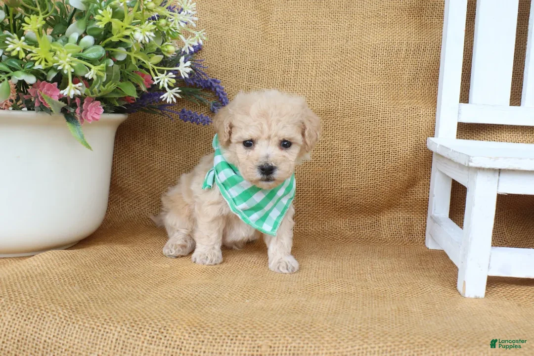 Bichpoo dogs for sale: Jonah - Ad 2