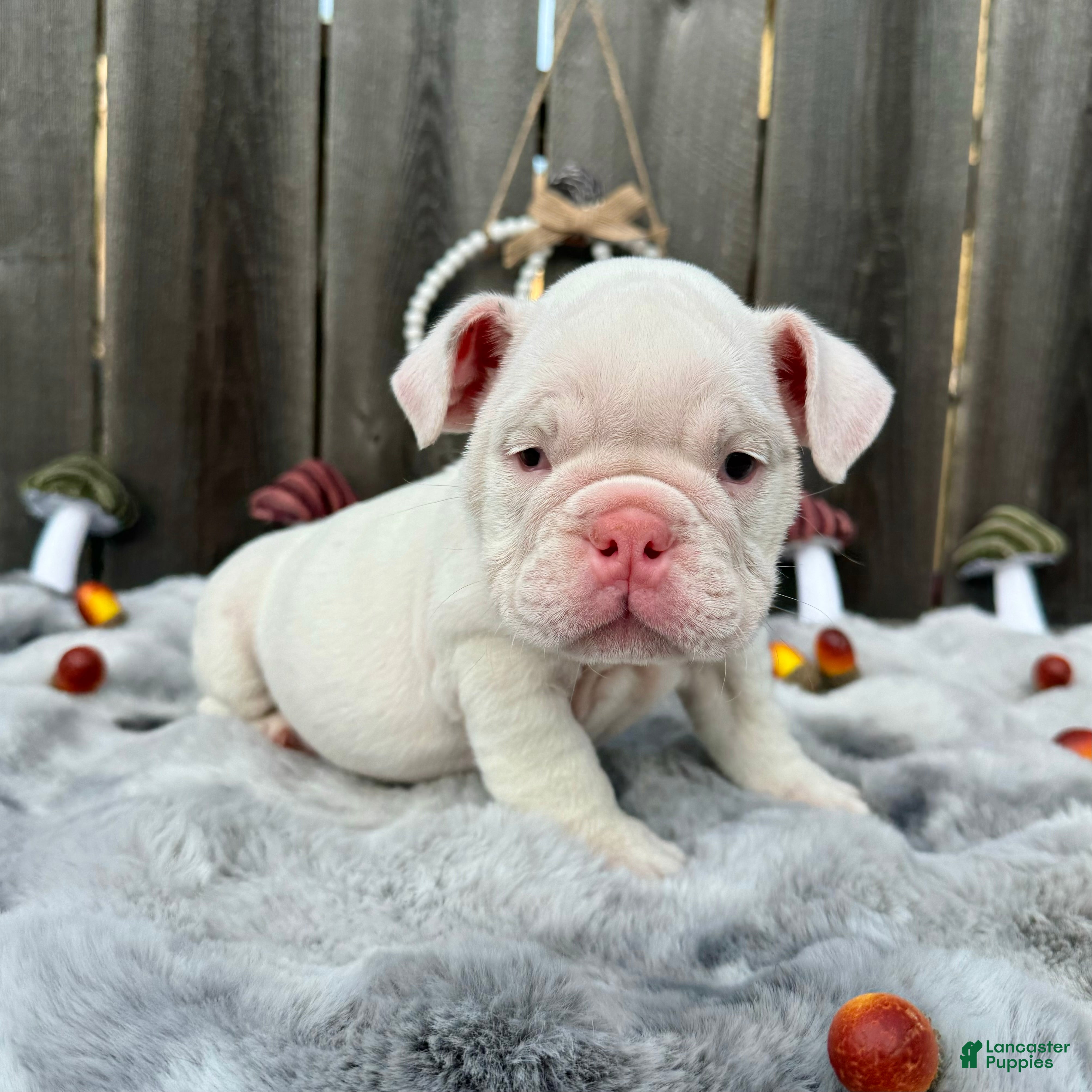 English Bulldog dogs Petunia  - Ad 1