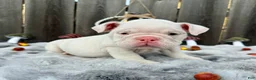 English Bulldog dogs for sale: Petunia  - Ad 1