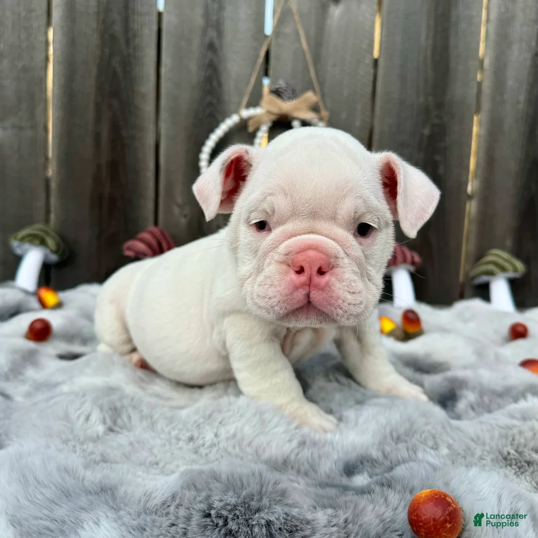 English Bulldog dogs for sale: Petunia  - Ad 1