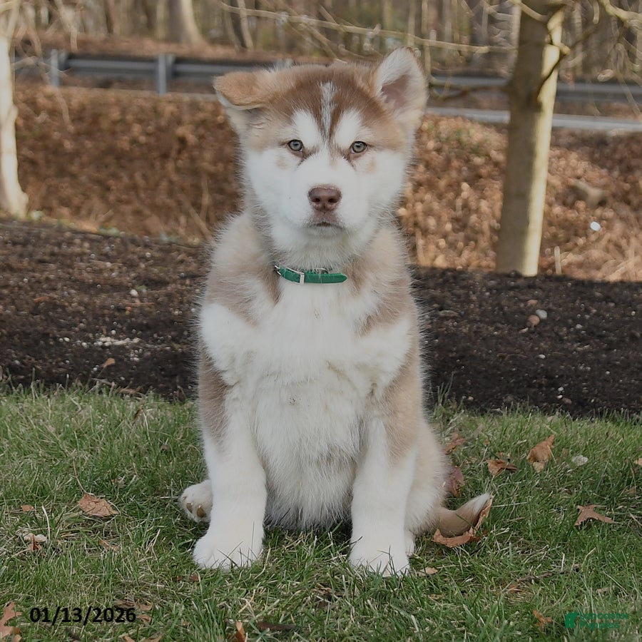 Alaskan Malamute dogs Summit - Ad 2