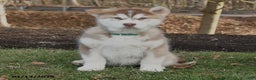 Alaskan Malamute dogs for sale: Summit - Ad 2