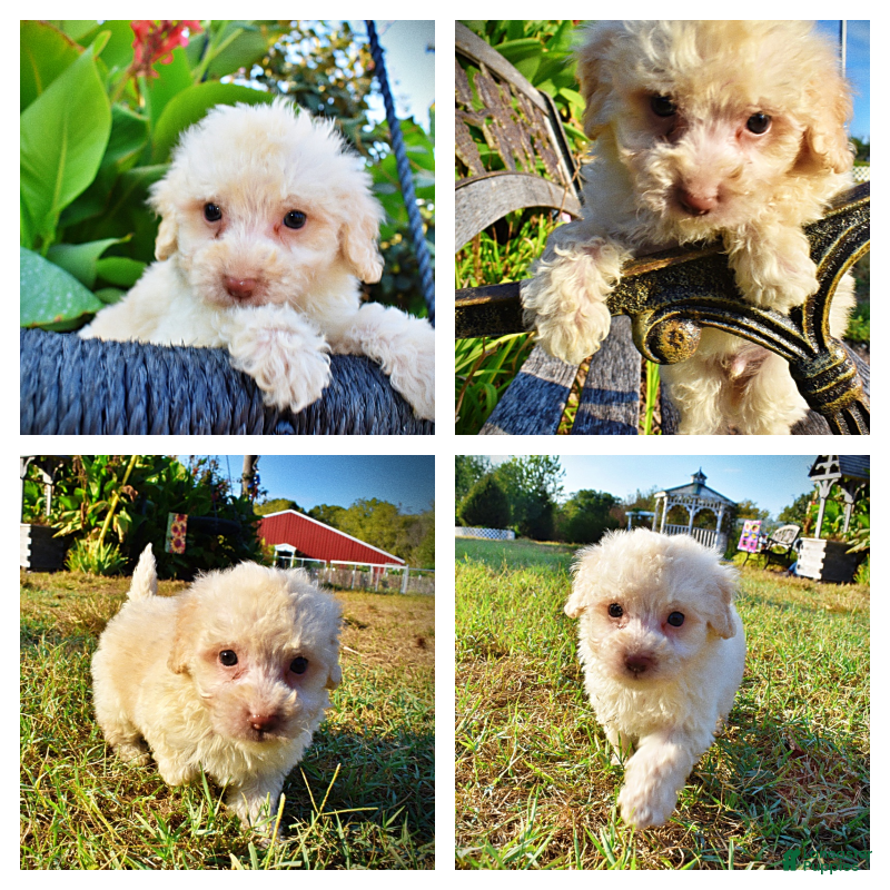 Havapoo dogs Leo-Sale!!! - Ad 1