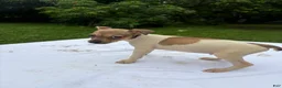 Rat Terrier dogs for sale: Rat Terrier 5 - Ad 2