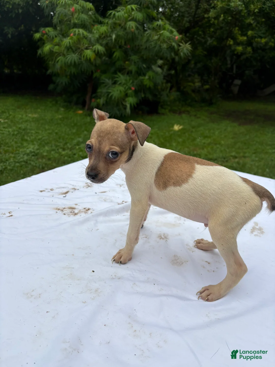 Rat Terrier dogs for sale: Rat Terrier 5 - Ad 2