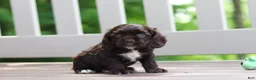 Cocker Spaniel dogs for sale: Ollie - Ad 3