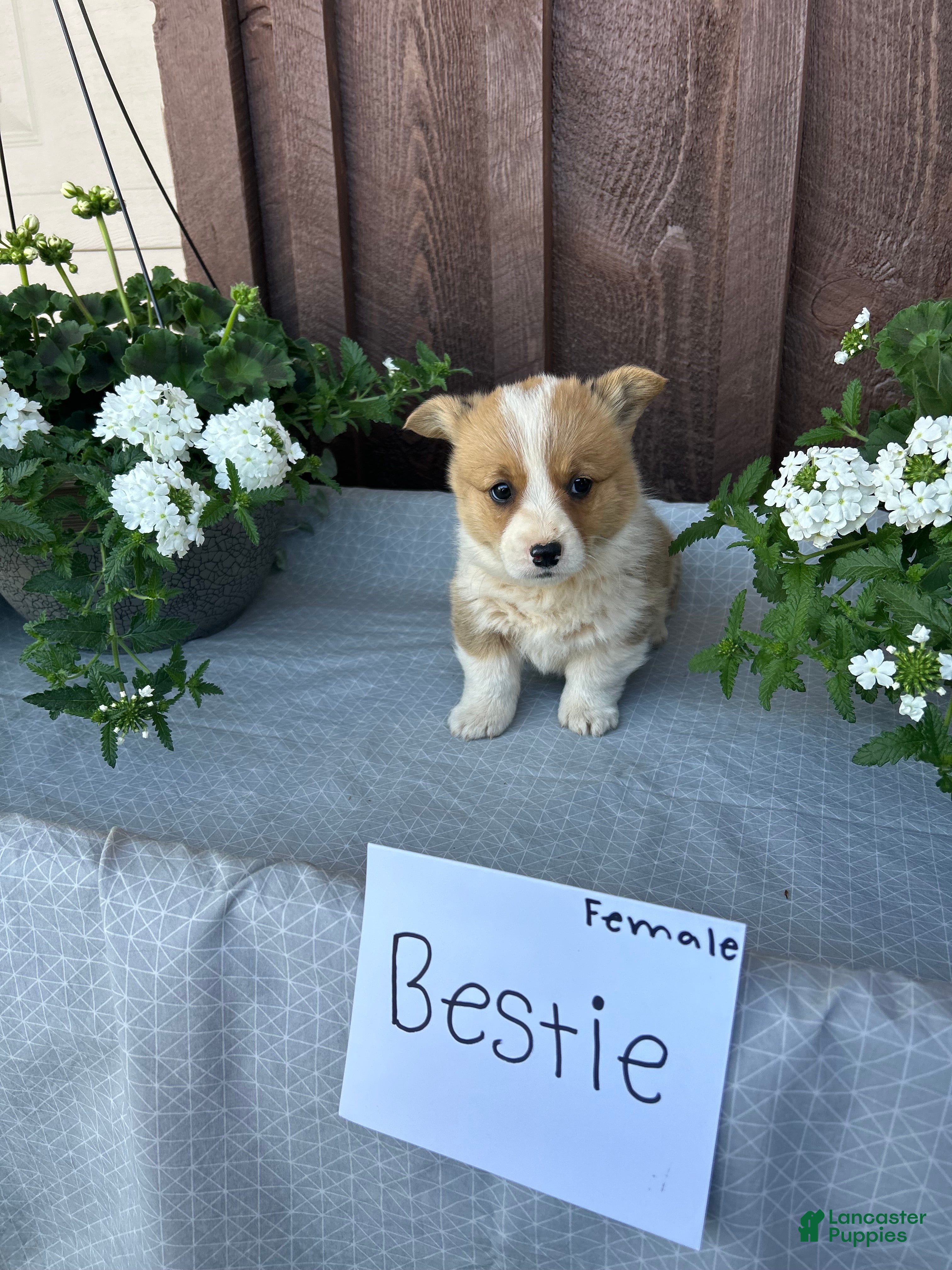 Welsh Corgi Pembroke dogs Bestie - Ad 18