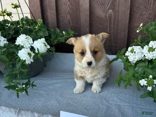 Welsh Corgi Pembroke dogs Bestie - Ad 18