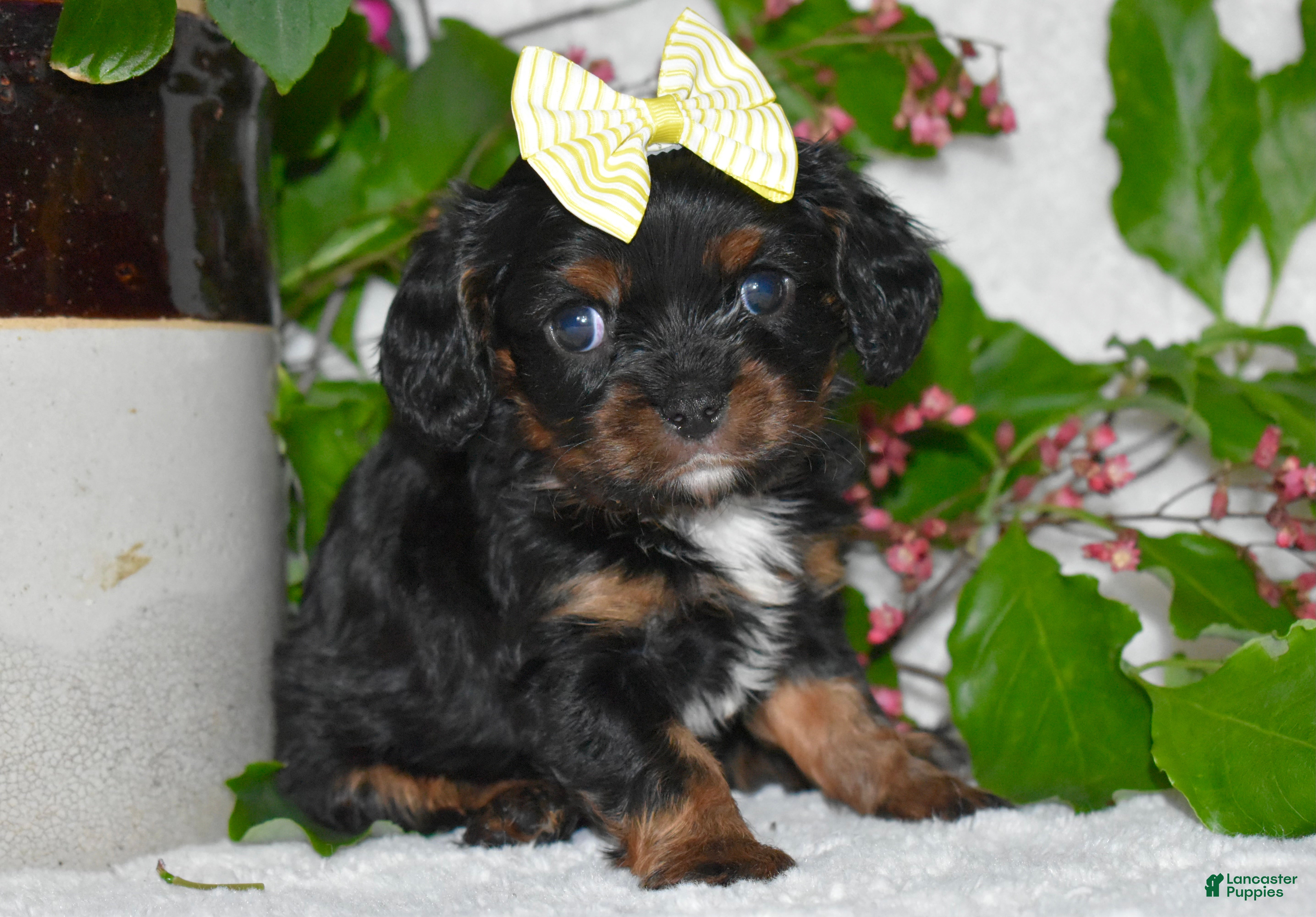 Cavalier King Charles Spaniel dogs Cavalier King Charles Spaniel 4 - Ad 27