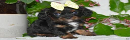 Cavalier King Charles Spaniel dogs for sale: Cavalier King Charles Spaniel 4 - Ad 1