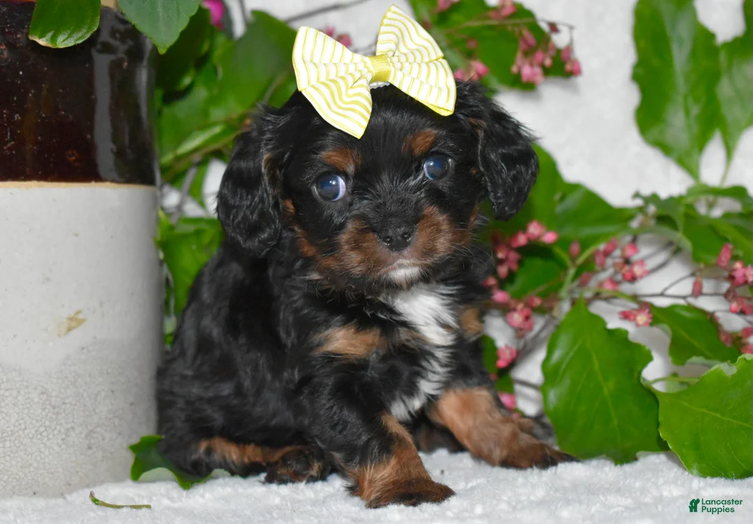 Cavalier King Charles Spaniel dogs for sale: Cavalier King Charles Spaniel 4 - Ad 1