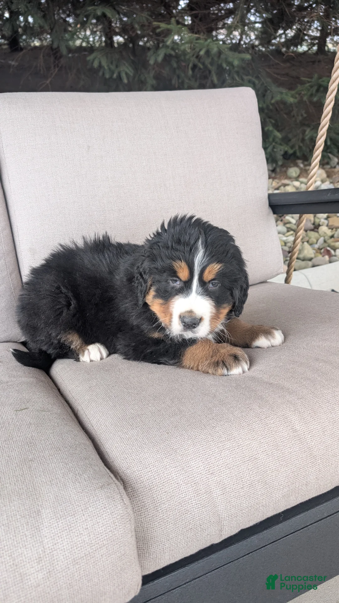 Bernese Mountain Dog dogs for sale: Buster  - Ad 4