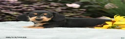 Dachshund dogs for sale: Rocky - Ad 3