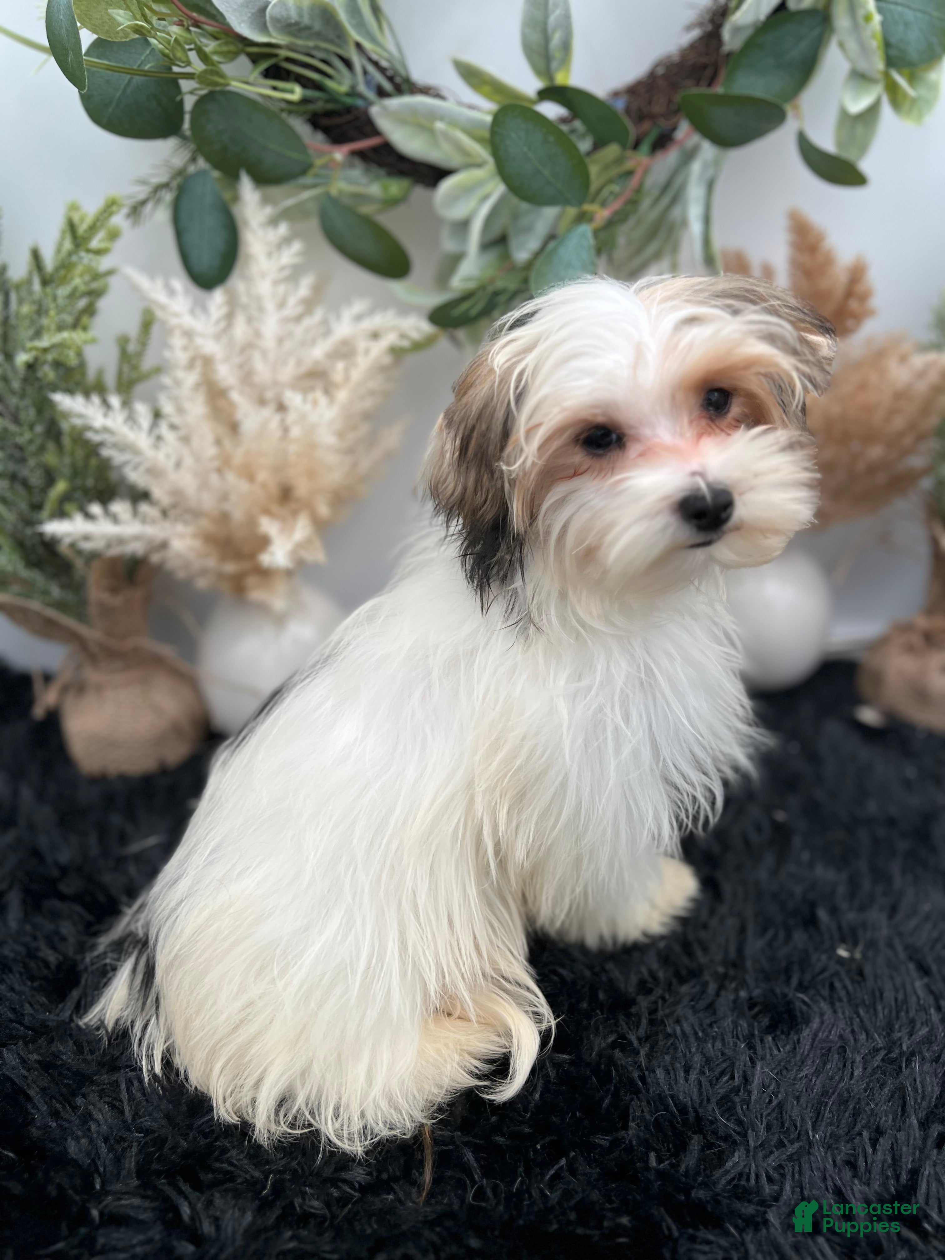 Morkie dogs Daffey the beautiful little Morkie - Ad 2