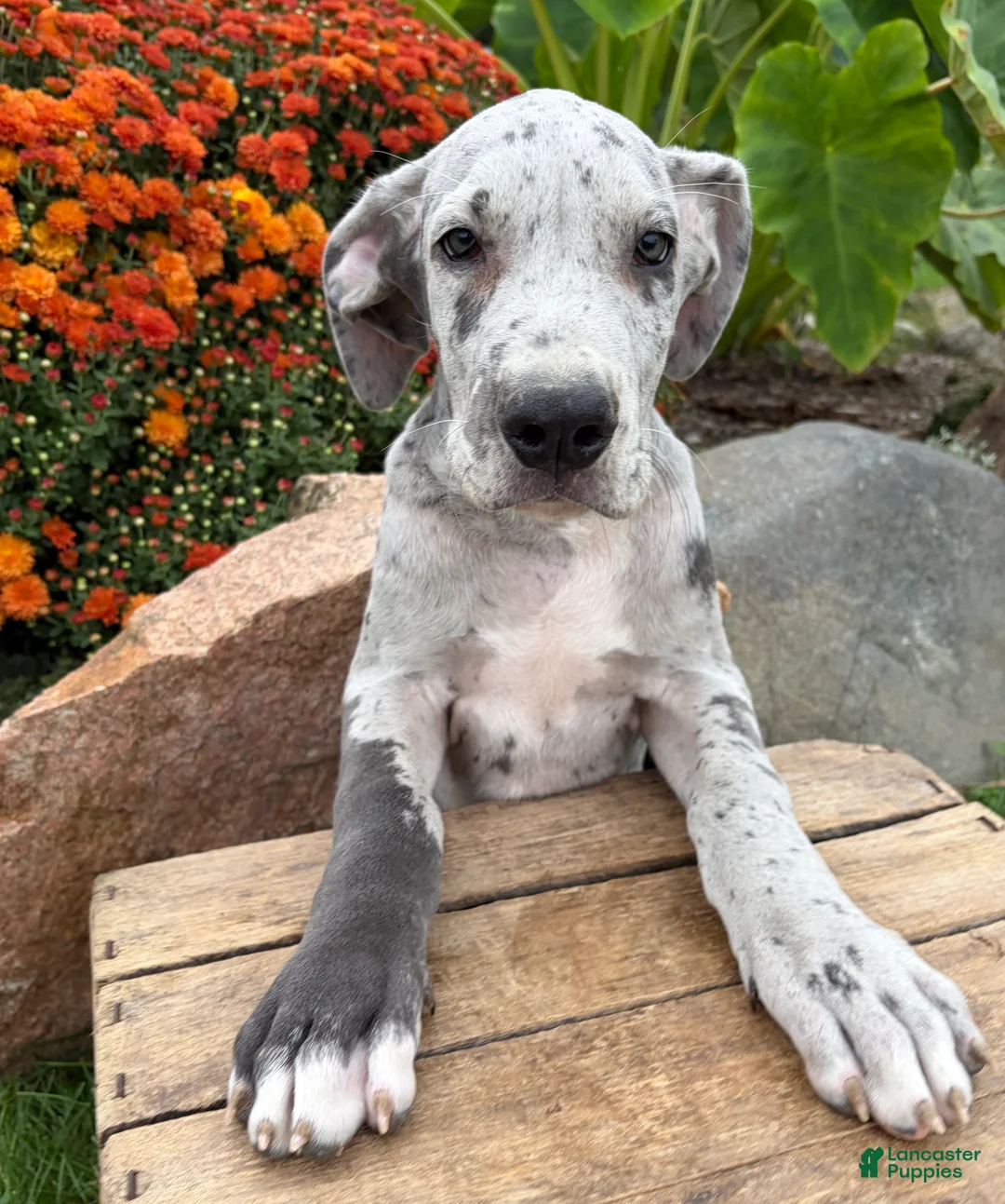 Great Dane dogs for sale: Emmett - Ad 2