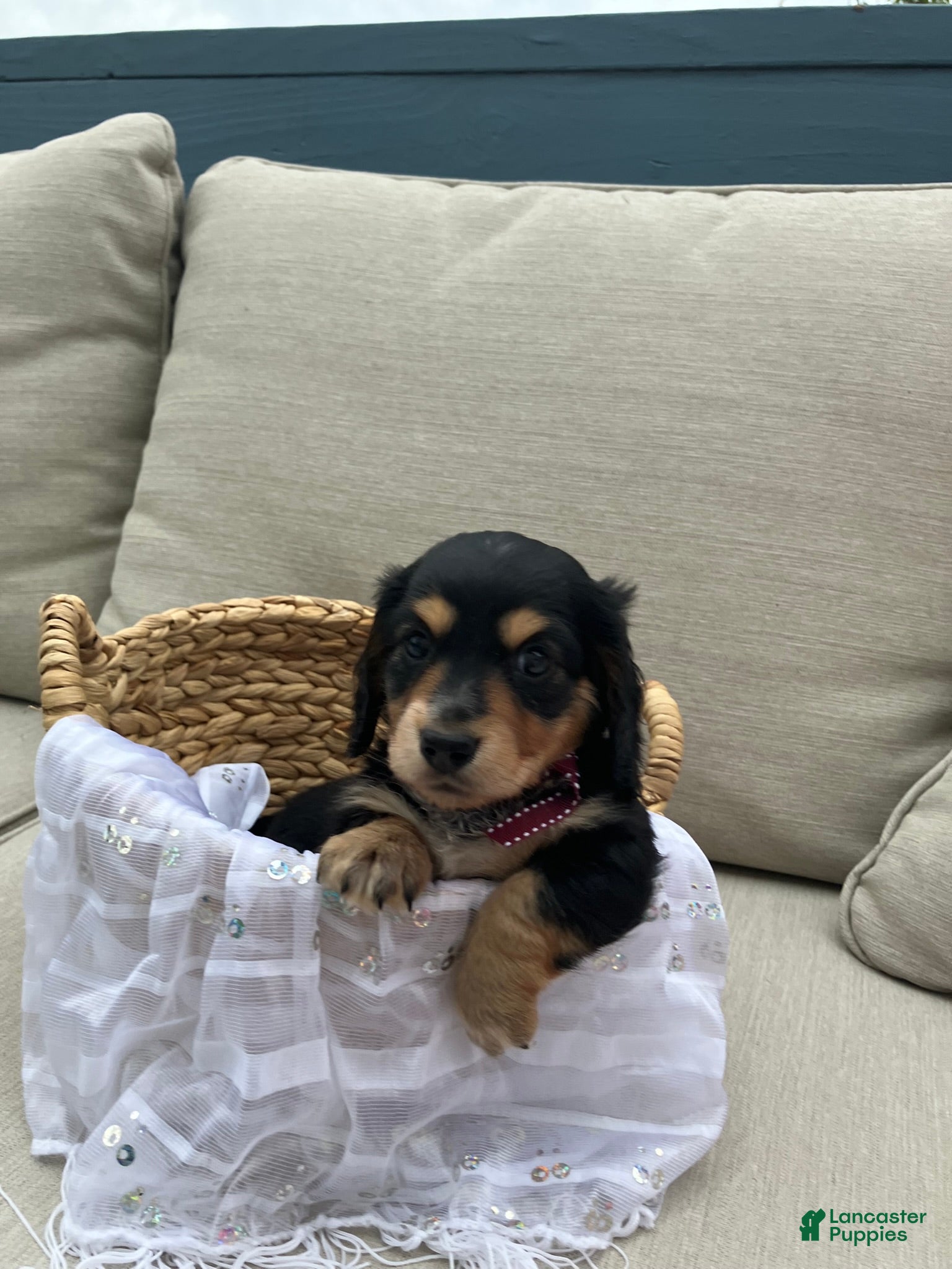 Miniature Dachshund dogs for sale: Isabella - Ad 5
